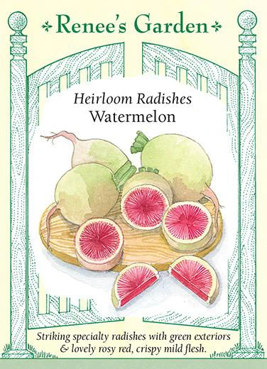 RG Radish Watermelon 